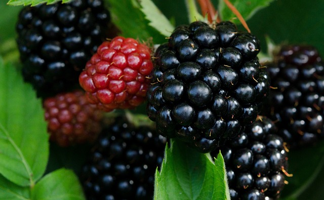 Blackberry