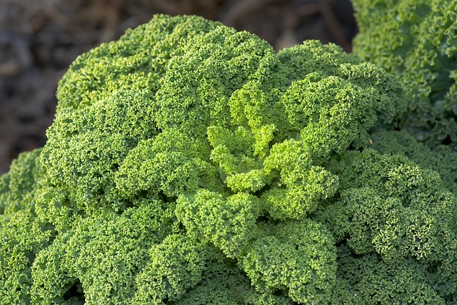 Kale