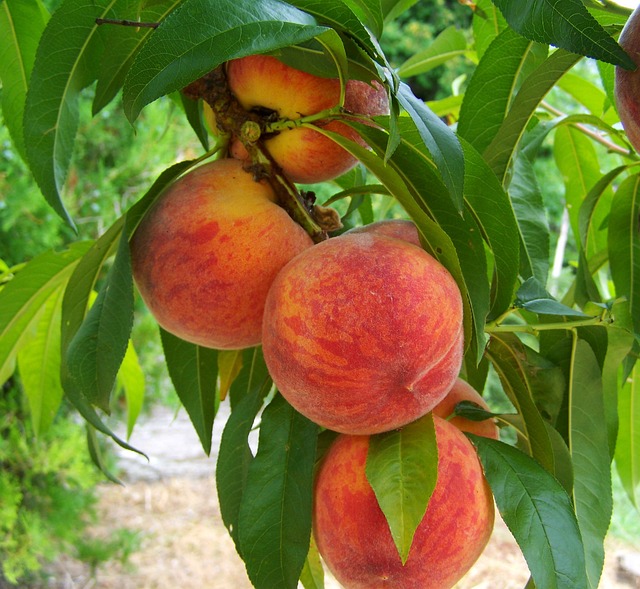 Peach