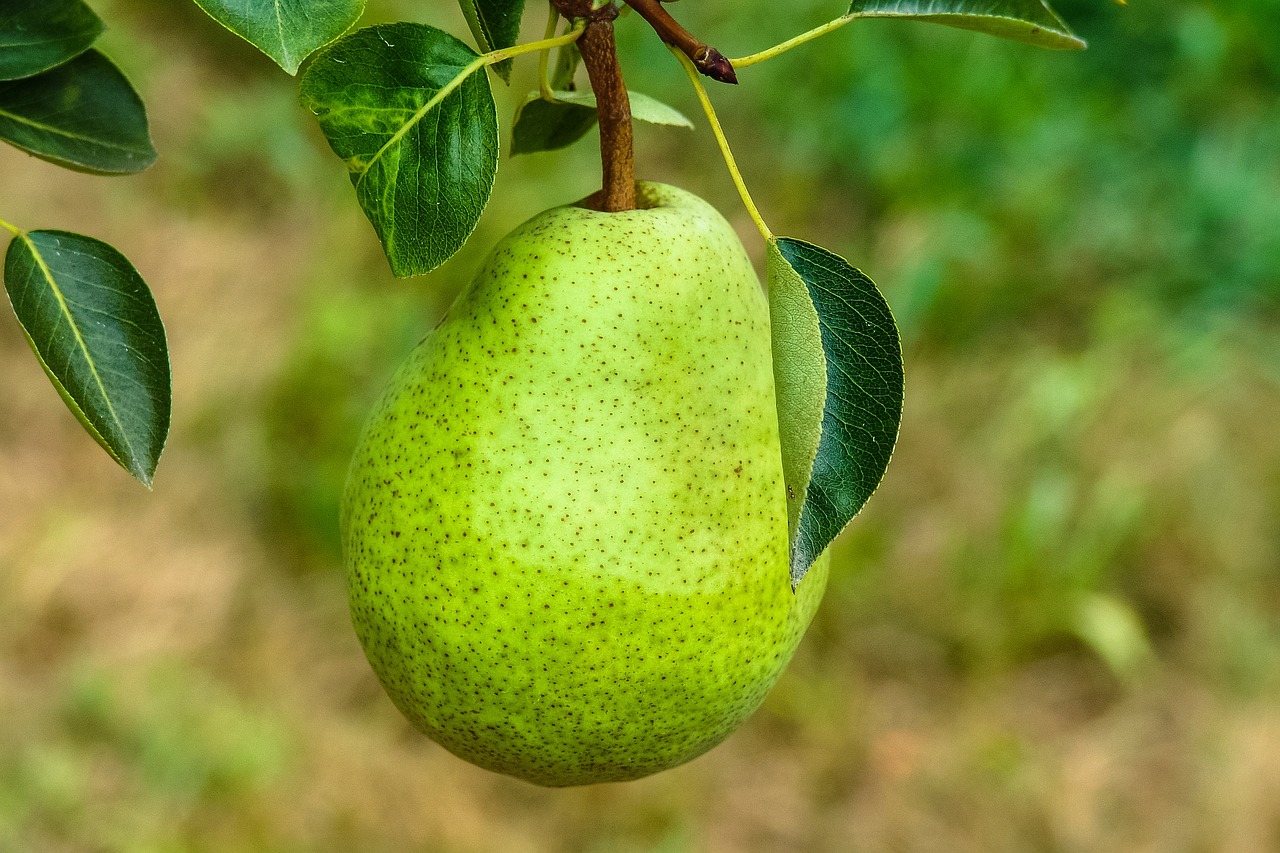 Pear