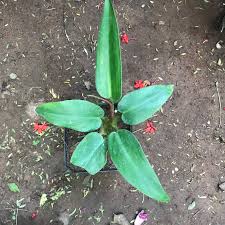 Philodendron