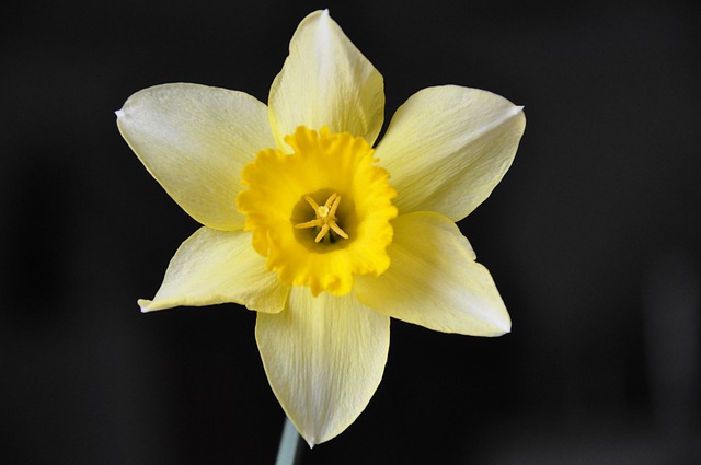Daffodil