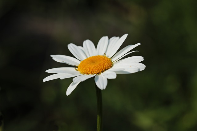 Daisy