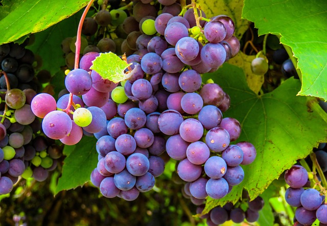 Grapes