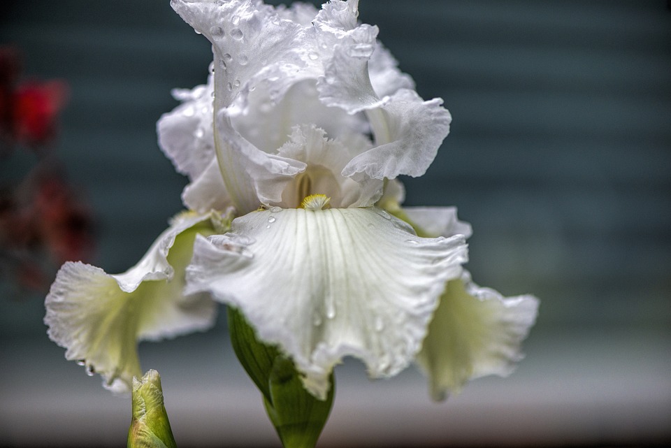 Iris