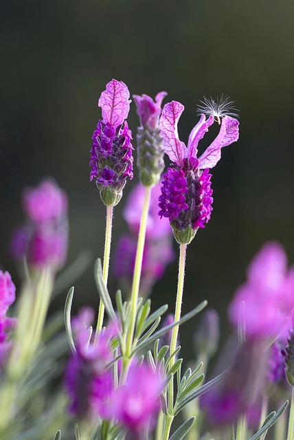 Lavender
