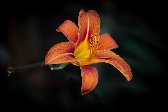 Lily