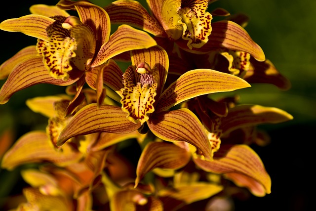 Orchid
