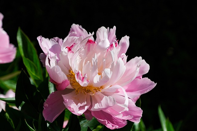 Peony