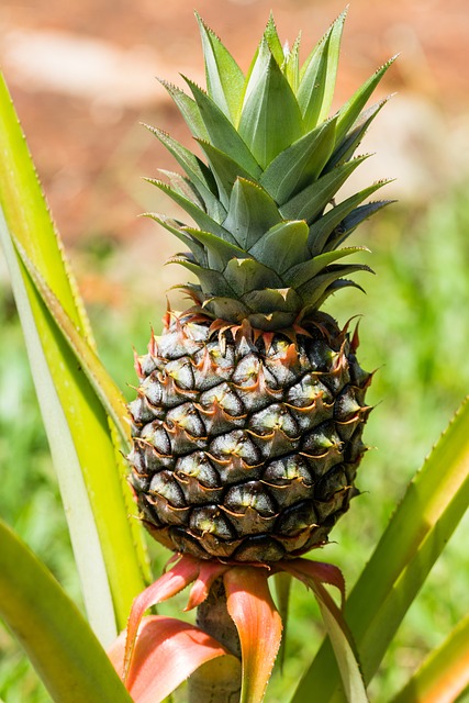 Pineapple