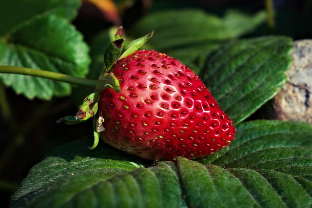 Strawberry