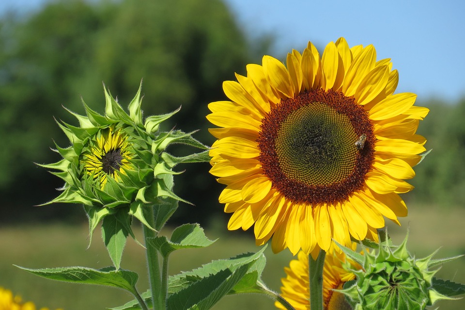 Sunflower