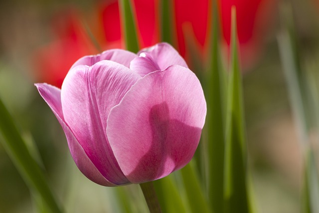 Tulip